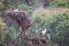 Vit Stork