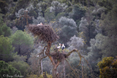 Vit Stork