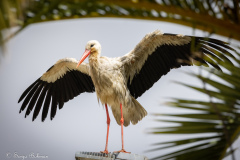 Vit Stork