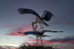 Vit Stork