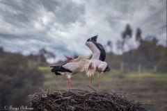 Vit Stork