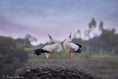 Vit Stork