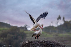 Vit Stork