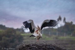 Vit Stork