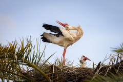 Vit Stork