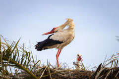 Vit Stork