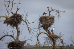 Vit Stork
