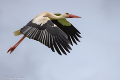 Vit Stork