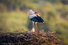 Vit Stork