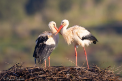 Vit Stork