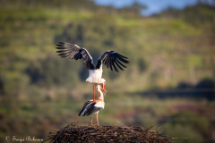 Vit Stork