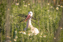 Vit Stork