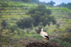 Vit Stork