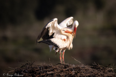 Vit Stork