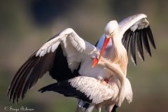 Vit Stork