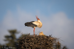 Vit Stork
